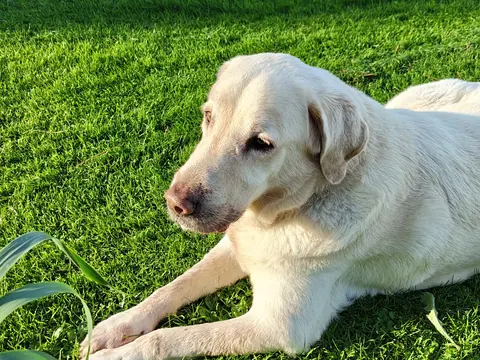 Un perro tumbado al sol en el césped del jardín